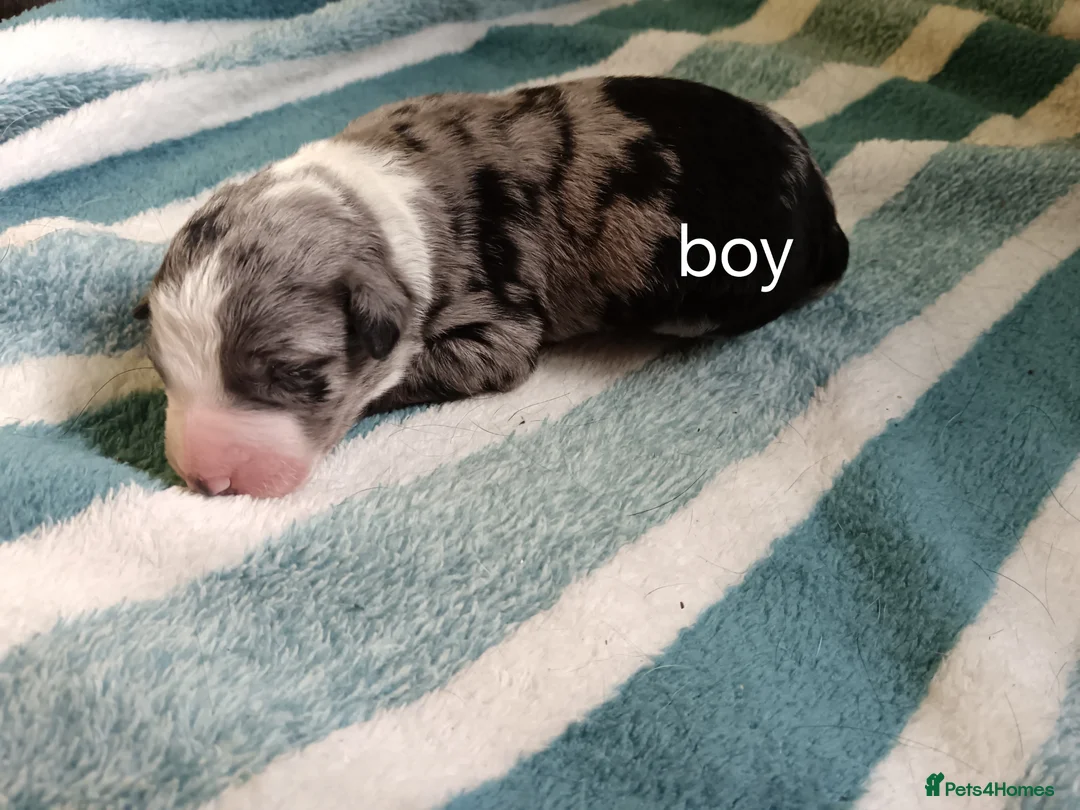 Mixed Breed dogs for sale: Ready to leave £500 ono - Advert 40