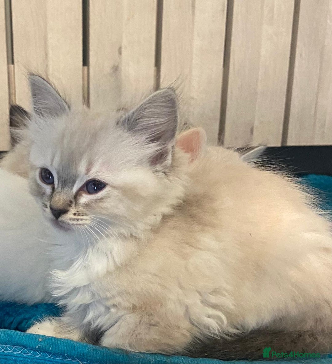Ragdoll cats for sale: Ragdolls kittens  - Image 20
