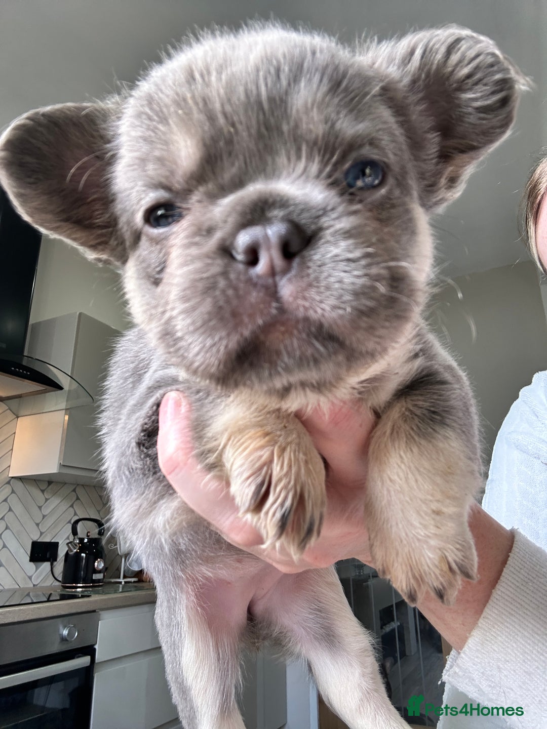French Bulldog dogs for sale: French bulldog (fluffy) - Image 1