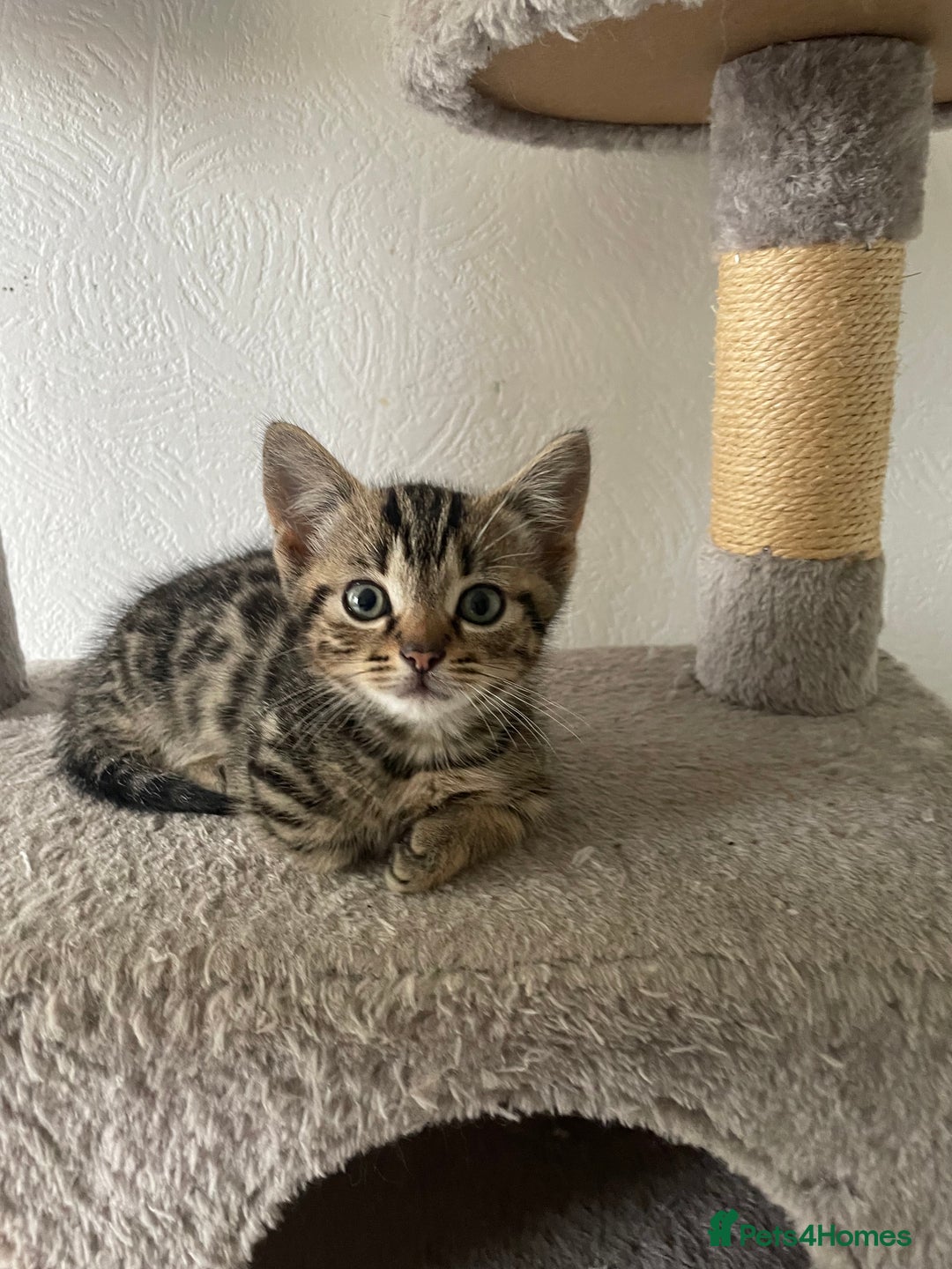 Munchkin cats for sale: Beautiful Bengal Tabby Munchkin Kittens for sale  - Advert 19