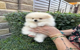 Pomeranian dogs for sale: Pomeranian male and female color light cream - Image 5