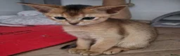 Abyssinian cats for sale: Gorgeous Abyssinian Kittens Ready Now - Advert 13
