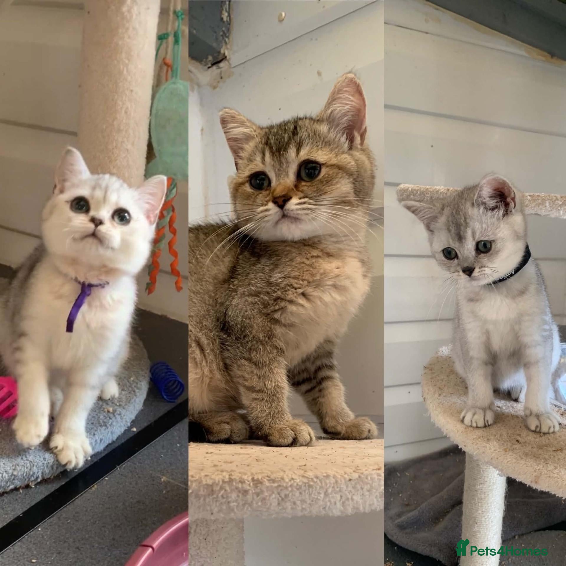British Shorthair cats BSH Kittens 11 weeks old Shaded colours  - Advert 1