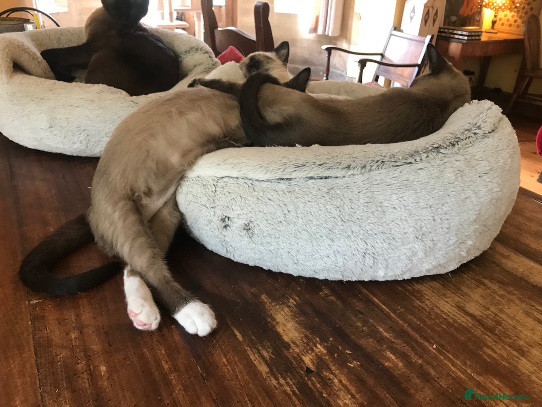 Tonkinese cats for sale: Exquisite Tonkdolls - Advert 8