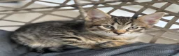 Maine Coon cats for sale: *Ready Now* Maine Coon X - Advert 13