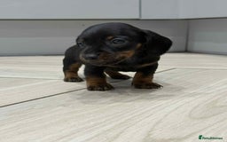 Miniature Dachshund dogs for sale: Miniature smooth hair dachshunds - Image 6