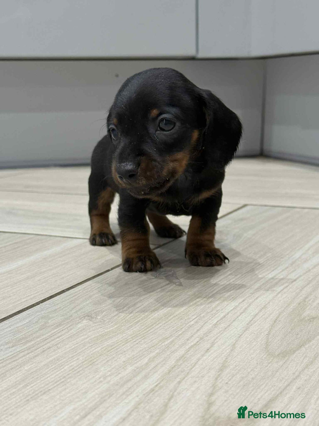 Miniature Dachshund dogs for sale: Miniature smooth hair dachshunds - Image 6