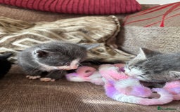 Mixed Breed cats for sale: Kittens for sale  - Image 10