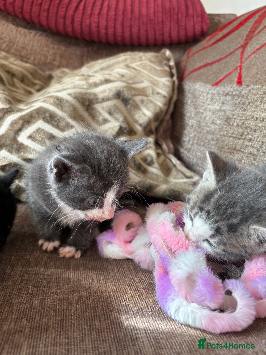 Mixed Breed cats for sale: Kittens for sale  - Image 10