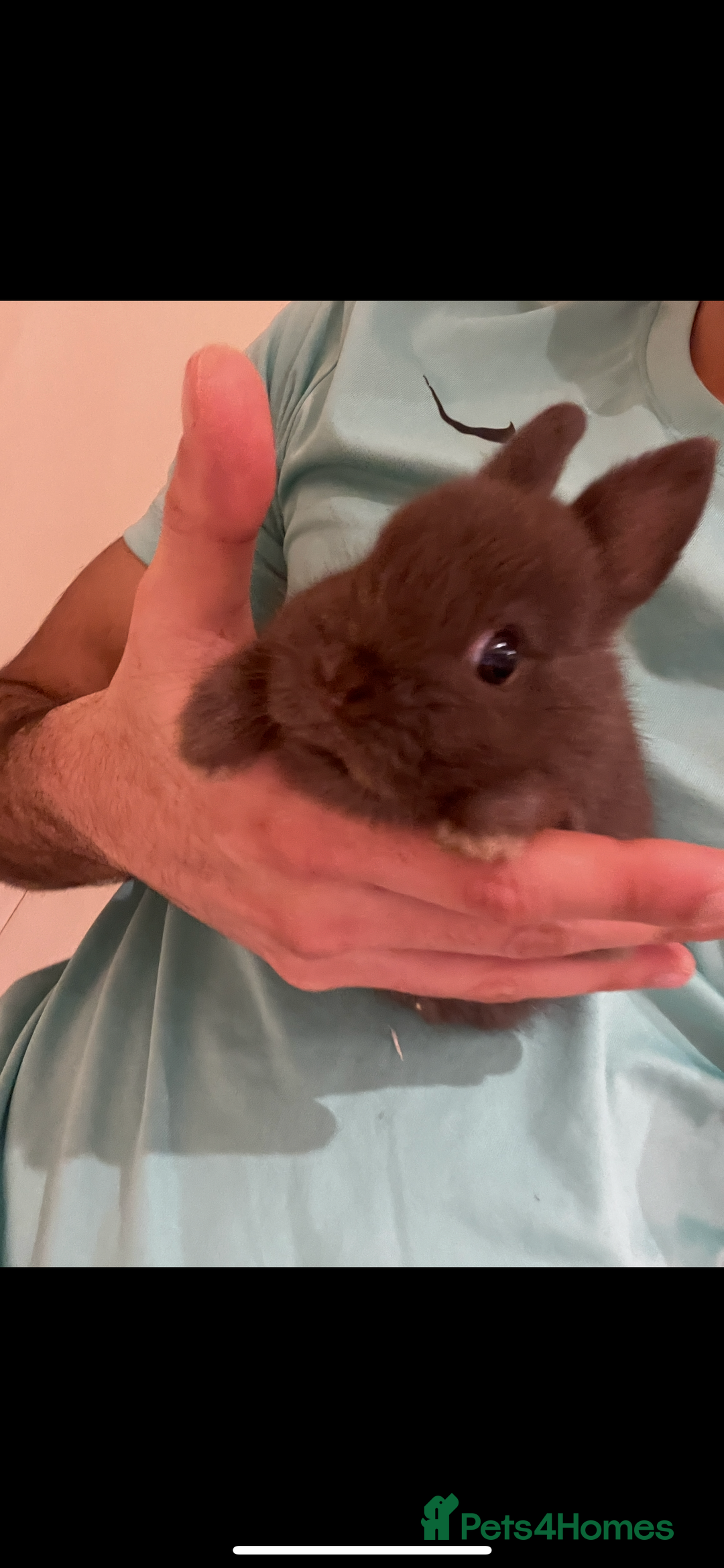 Netherland Dwarf rabbits for sale: Pure Netherland Dwarf - Advert 3