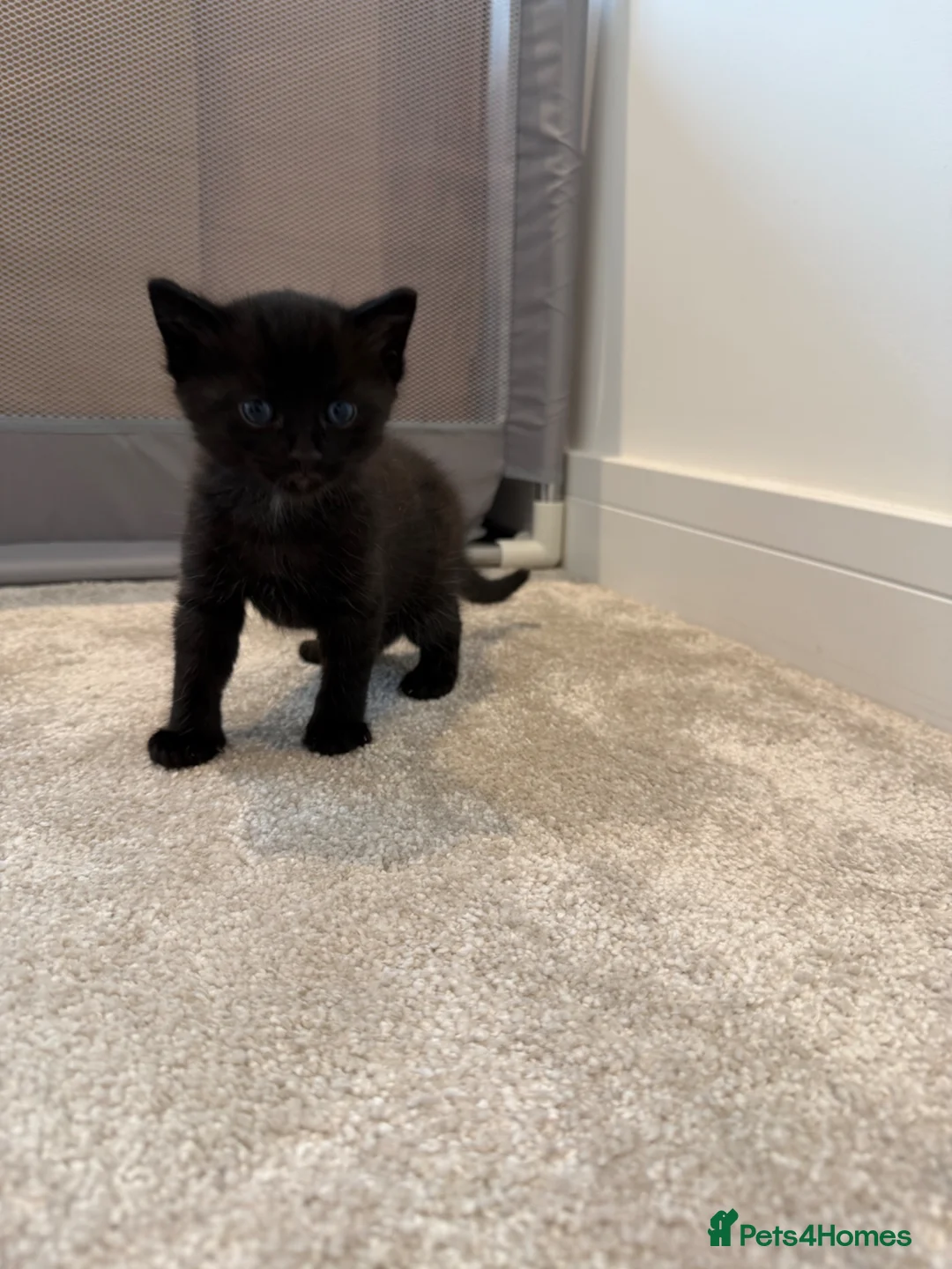 Bengal cats for sale: Beautiful Bengal Kittens in Radstock - Advert 18