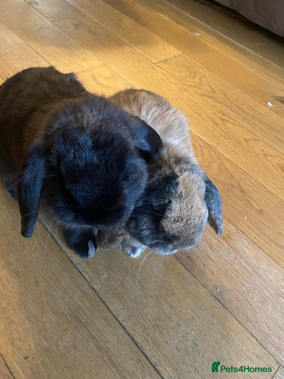 Mini Lop rabbits for sale: 2 male Mini Lop Bunnies - Advert 3