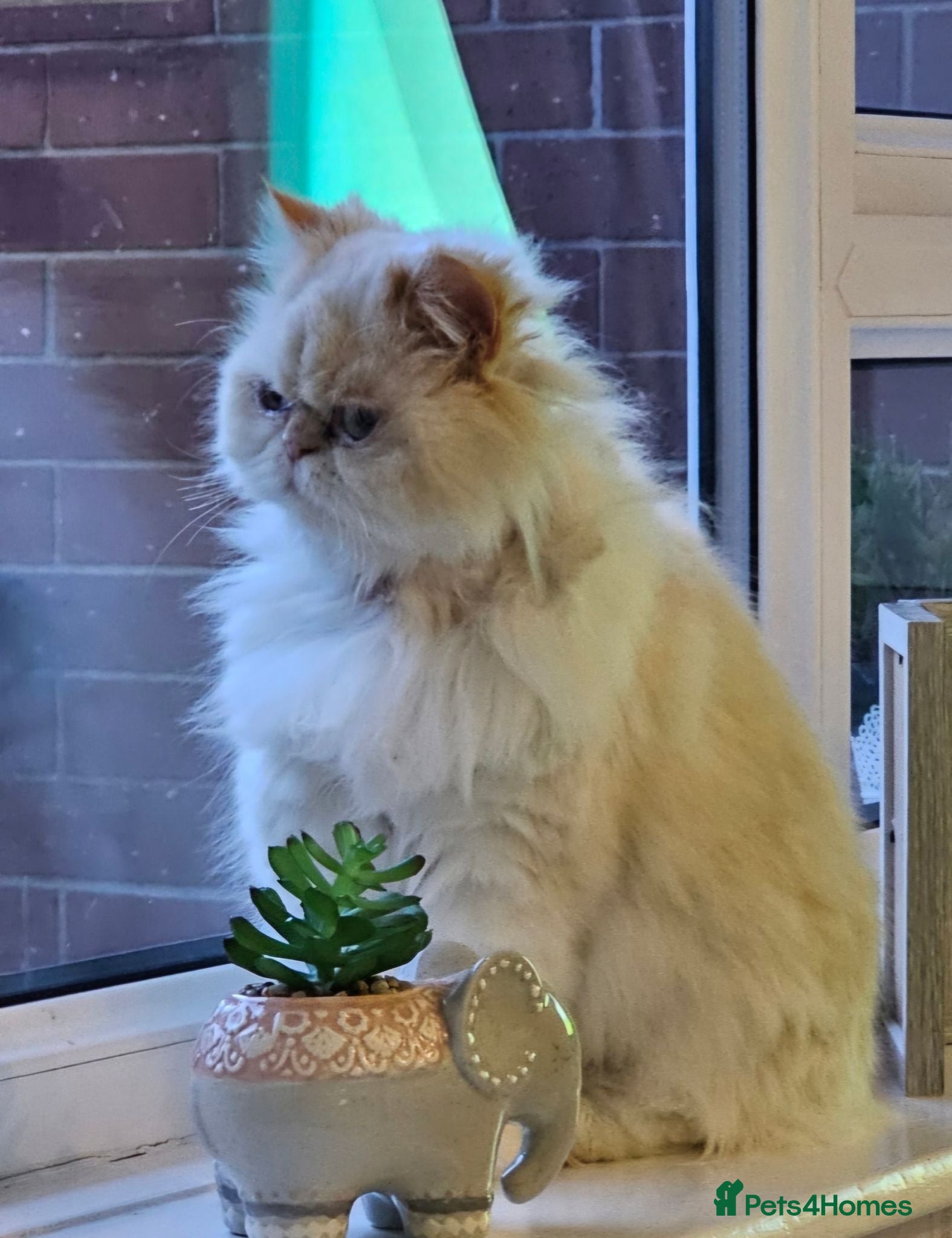 Persian cats Stunning GCCF colourpoint Persian  - Advert 1