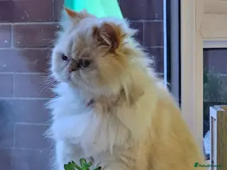 Persian cats Stunning GCCF colourpoint Persian - Advert 1