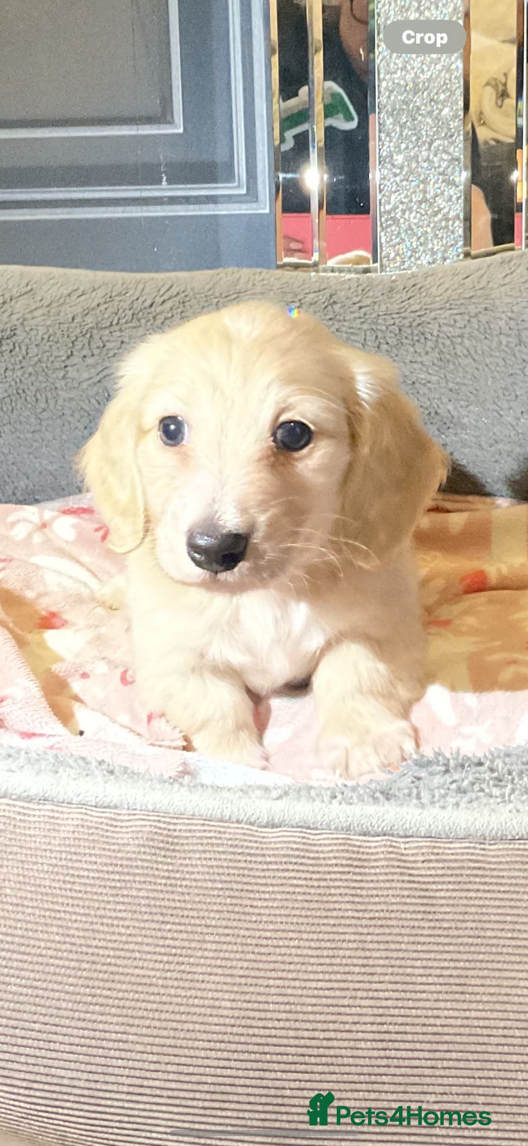 Miniature Dachshund dogs for sale: Cream miniature kc dachshund campion lines  - Advert 2
