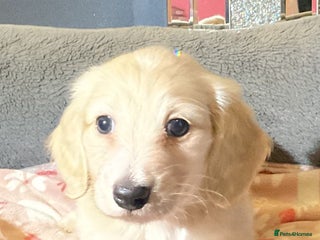 Miniature Dachshund dogs Cream miniature kc dachshund - Advert 2