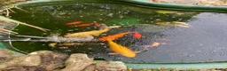 Koi Carp fish for sale: Koi and goldfish for sale  in Exeter - Advert 2