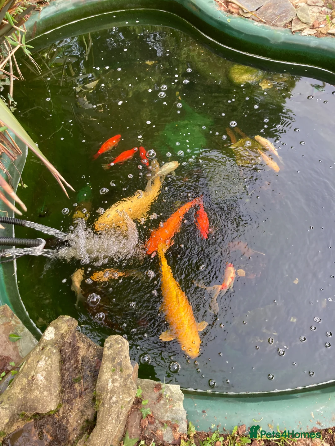 Koi Carp fish for sale: Koi and goldfish for sale  in Exeter - Advert 2
