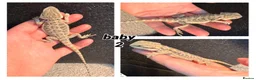 Bearded Dragon reptiles for sale: bearded dragons  - Advert 3