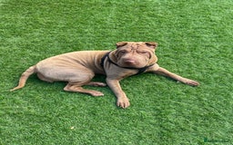Shar Pei dogs for sale: 🔥 BEAUTIFUL SHARPEI PUPS 🔥 - Image 5