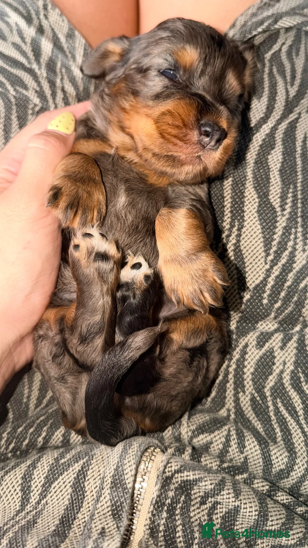 Cocker Spaniel dogs for sale: Beautiful Cocker Spaniel Puppies - 5 Girls&2 Boys in Rugby - Advert 2