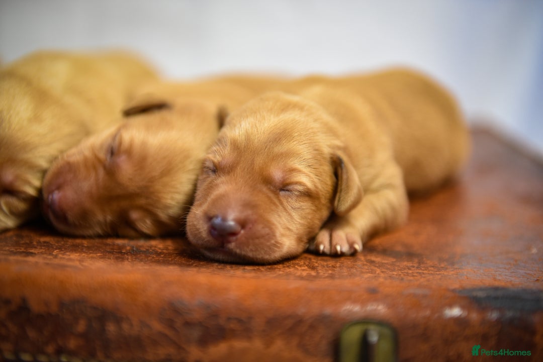 Labrador Retriever dogs for sale: Top Deep Red Quality Labrador KC Puppies - Image 8