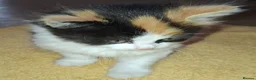 British Longhair cats for sale: 2 Beautiful Longhaired Kittens 1 Male 1 Female. in Dudley - Advert 10