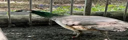Peafowl poultry for sale: Peacock & Peahen in Bolton - Advert 2