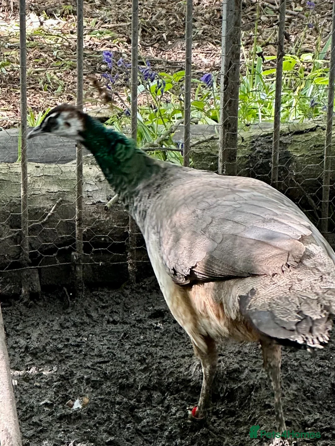 Peafowl poultry for sale: Peacock & Peahen in Bolton - Advert 2