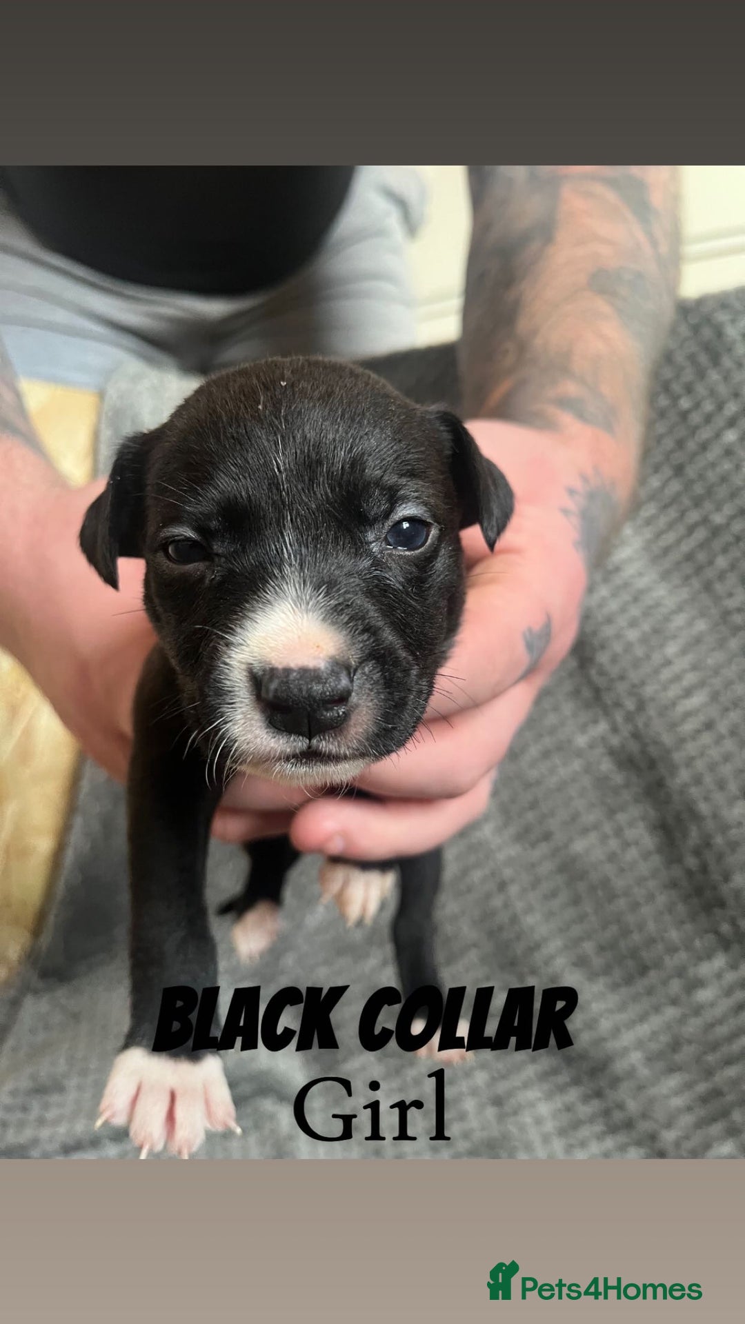 Mixed Breed dogs for sale: 11 Lurcher x Staffy pups for Sale! - Advert 11