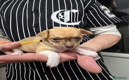 Chihuahua dogs for sale: Chihuahua pedigree pups. Not KC. - Image 29