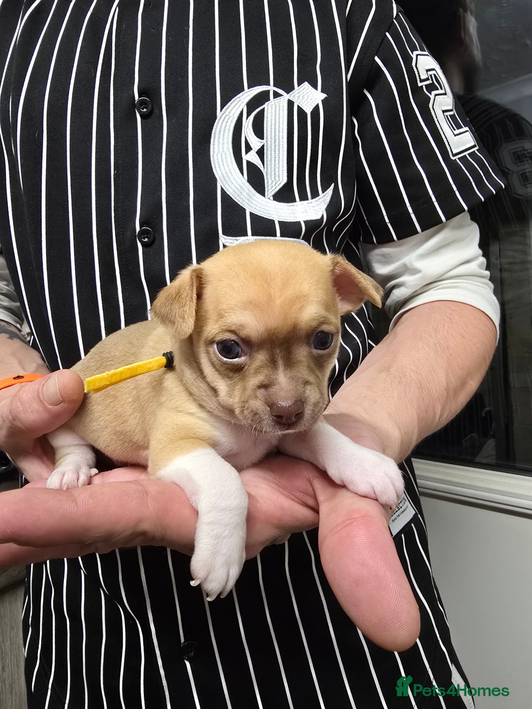 Chihuahua dogs for sale: Chihuahua pedigree pups. Not KC. - Image 29