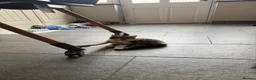Mixed Breed cats for sale: 3 Beautiful Kittens for Sale - Advert 6