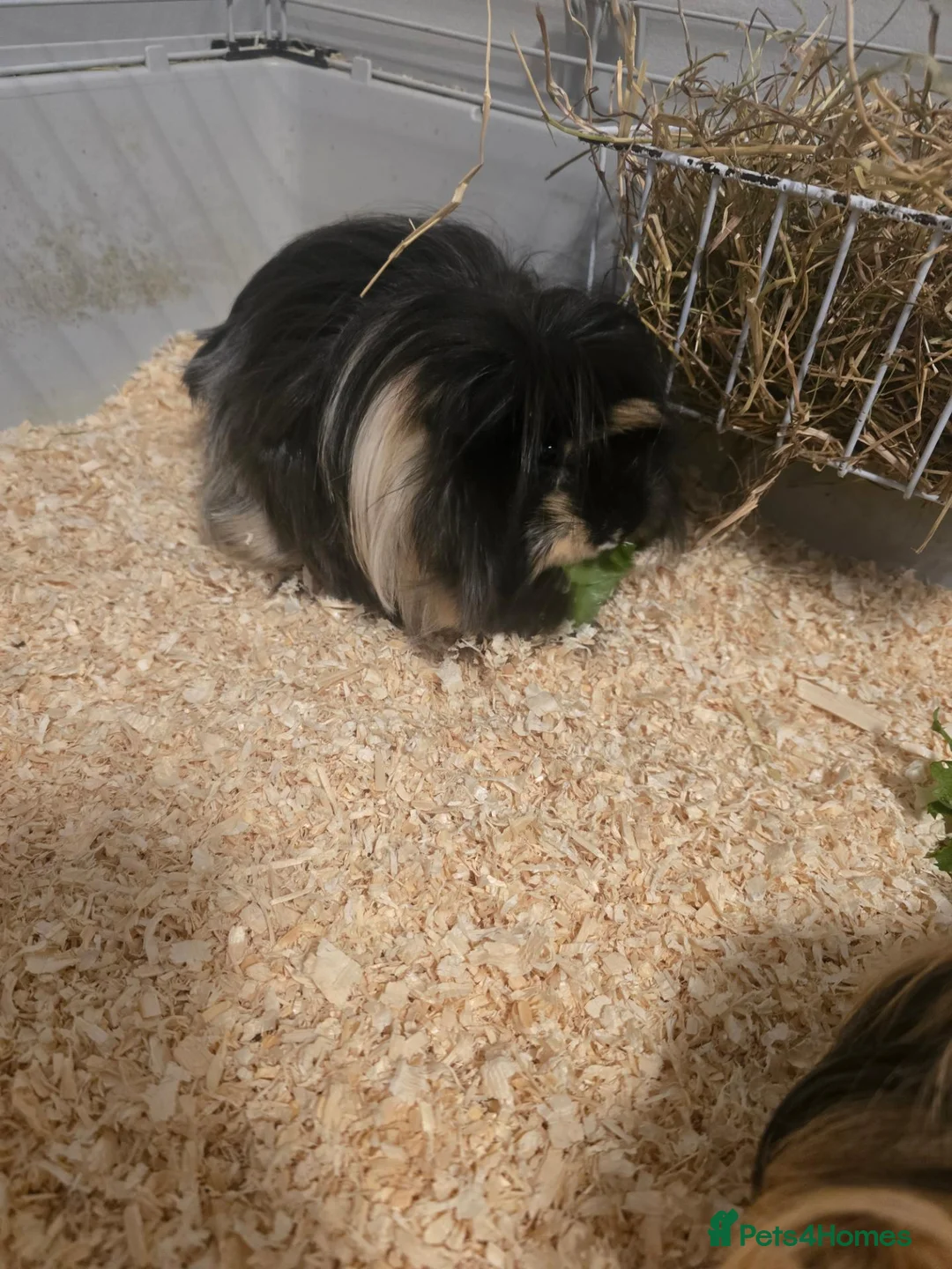 Guinea Pig rodents for sale: 2 long haired female guinea pigs in Glasgow - Advert 2