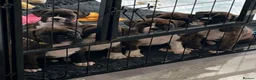 Boxer dogs for sale: Pregnancy confirmed - Advert 3