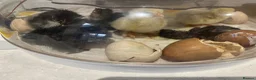 Chickens poultry for sale: Pekin Batams and copper Maran hybrid chicks  in Bridgwater - Advert 4