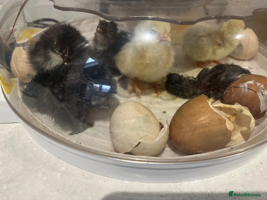 Chickens poultry for sale: Pekin Batams and copper Maran hybrid chicks  in Bridgwater - Advert 4