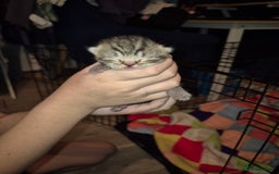 Mixed Breed cats for sale: Beautiful mixed bread kittens  - Image 3