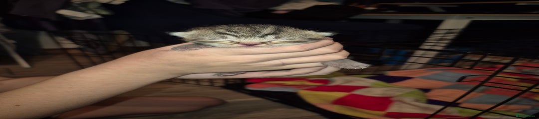 Male Tabby