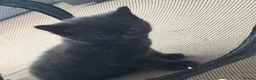 British Shorthair cats for sale: British shorthair tabby’s  - Advert 14