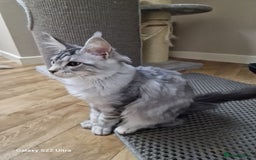 Maine Coon cats for sale: Pure maine coon - Image 7