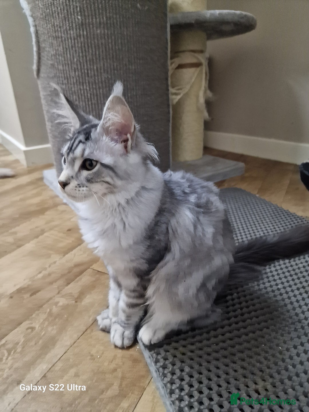 Maine Coon cats for sale: Pure maine coon - Image 7