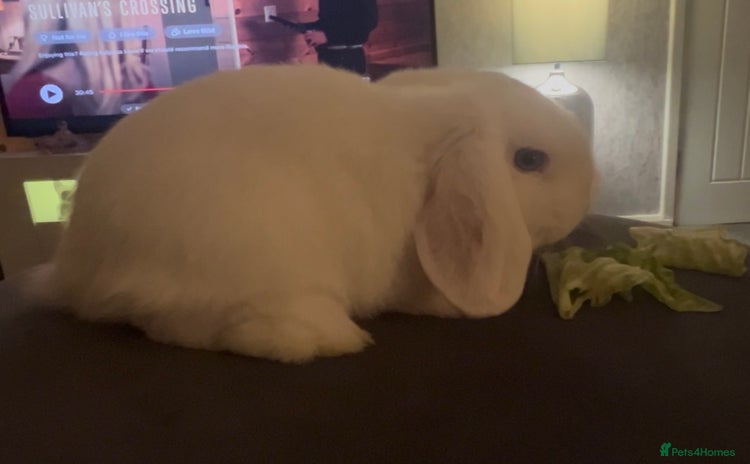 Mini Lop rabbits - Advert 14