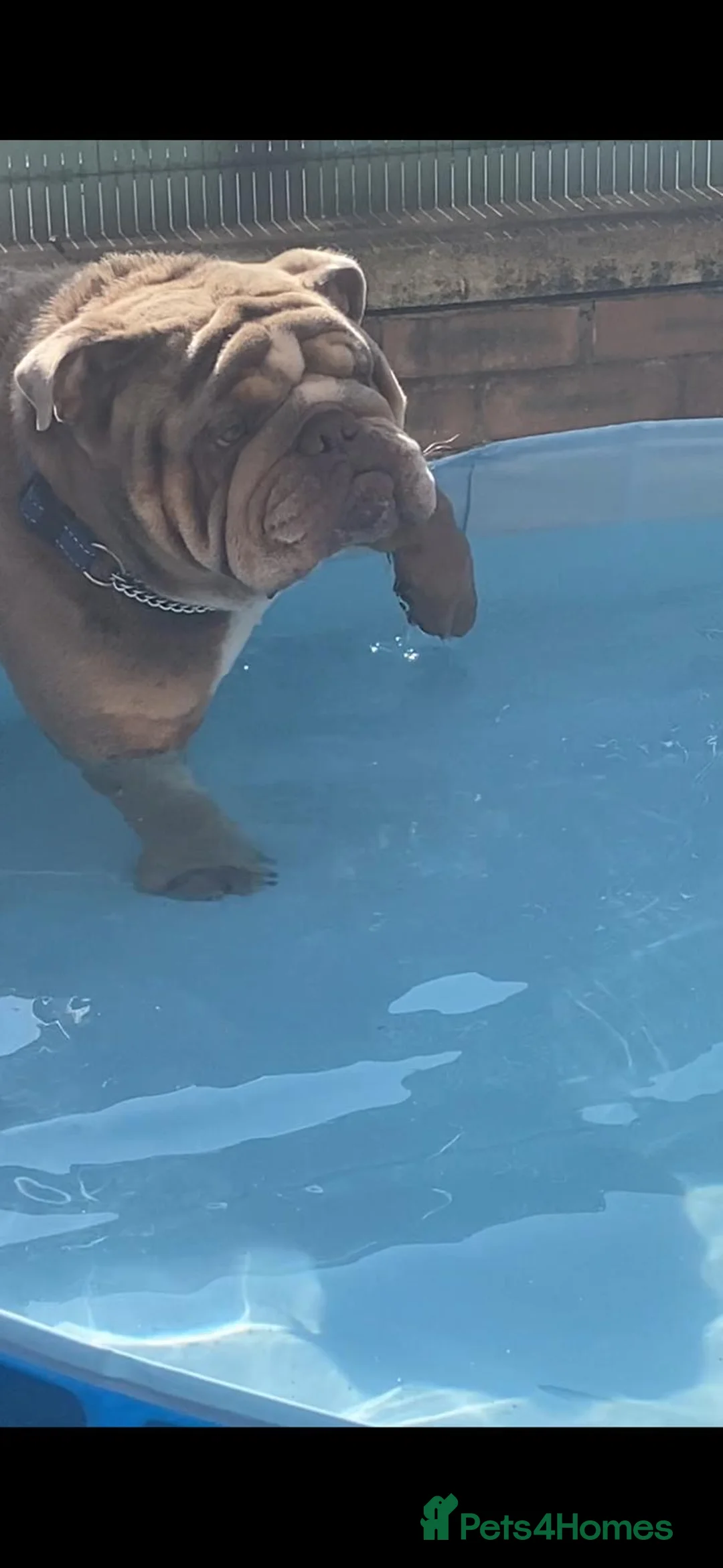 English Bulldog dogs for stud: King bear mcr - Advert 9