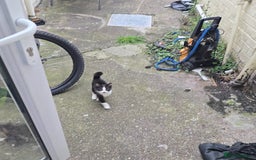 Mixed Breed cats for sale: Need a home - Image 5