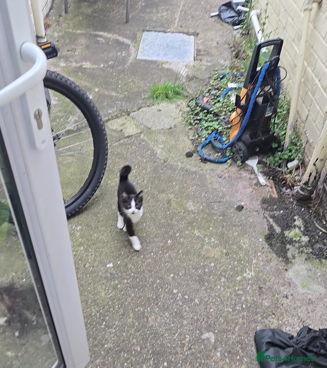 Mixed Breed cats for sale: Need a home - Image 5