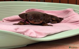 Dachshund dogs for sale: READY TO GO Dachshund Puppies dapple+chocolate - Image 19