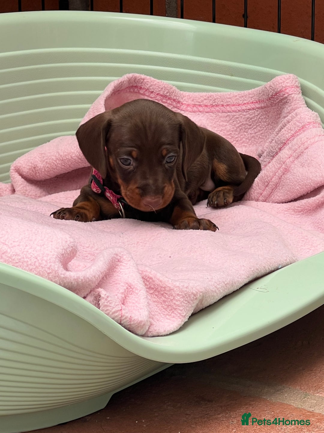 Dachshund dogs for sale: READY TO GO Dachshund Puppies dapple+chocolate - Image 19
