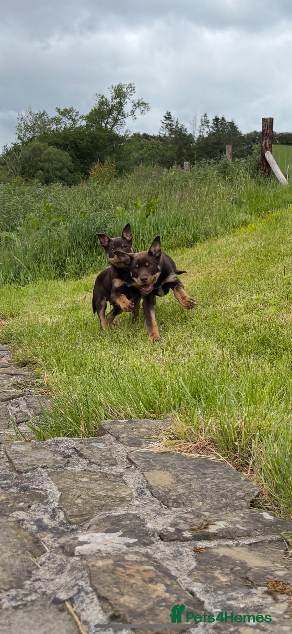 Australian Kelpie dogs Fully Vaccinated Red & Tan Australian Kelpie - Advert 2