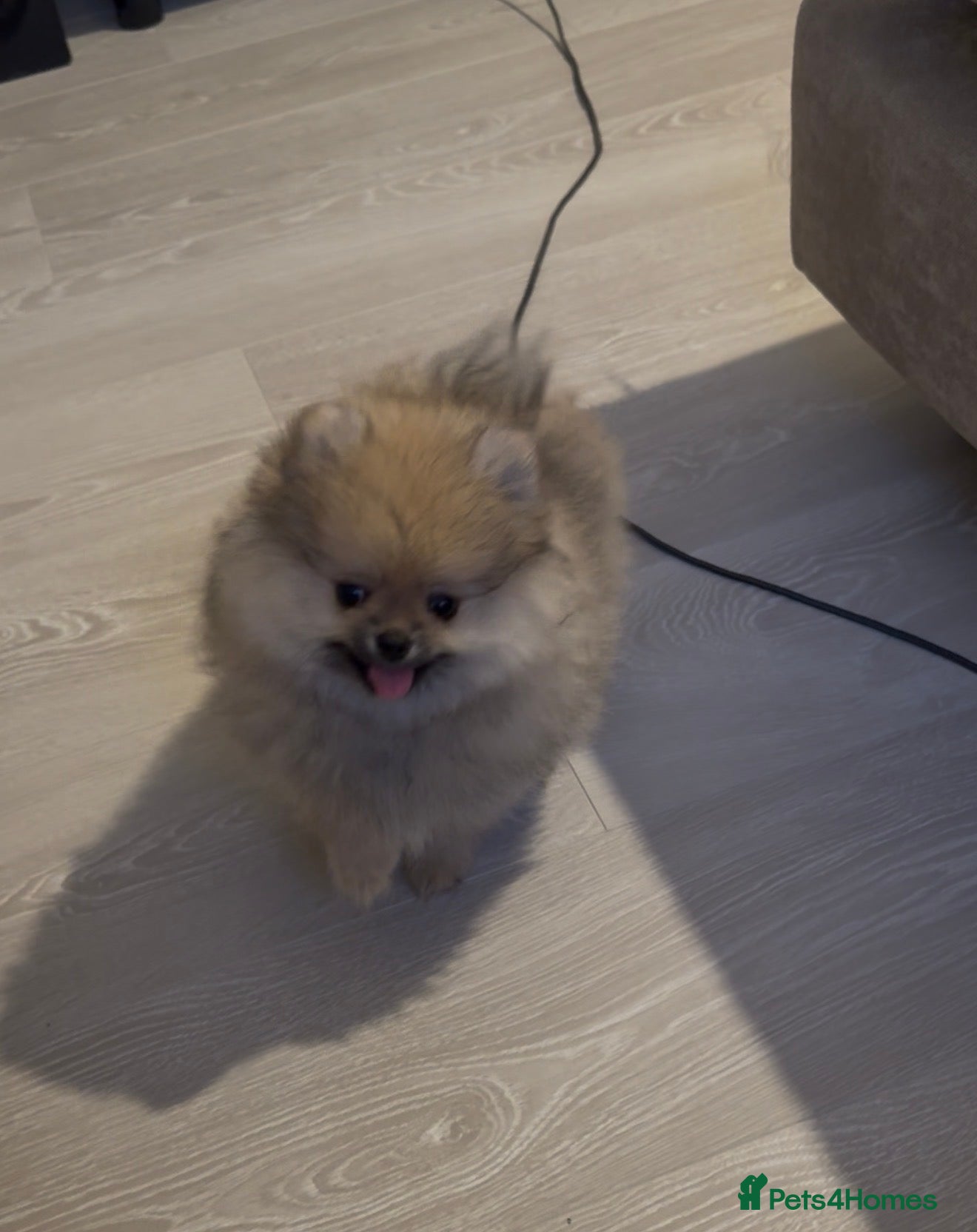 Pomeranian dogs 2 Gorgeous X-Small Pom Girls  - Advert 5